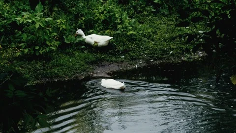 Close-up of two geese swimming on the river in the summer. slow motion Stock Footage 108627112