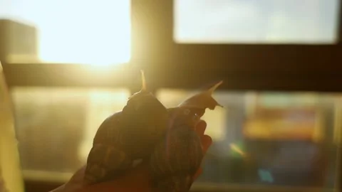 Close-up of two giant African land snails with different foot colors on a boy's Stock Footage 345126252