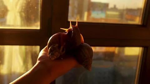 Close-up of two giant African land snails with different foot colors on a boy's Stock Footage 345126294