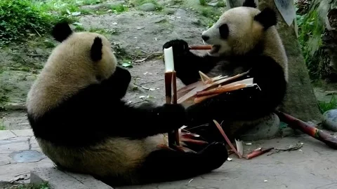 Close-up of Two Giant Pandas Eating Bamboo Shoots Видео 335984633
