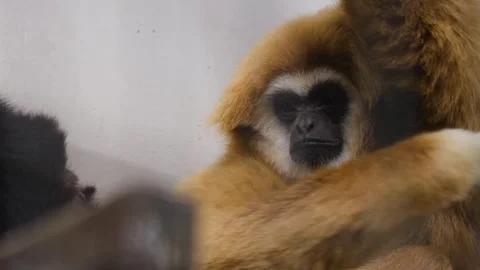 Close up of two gibbon monkeys Stock Footage 252741355