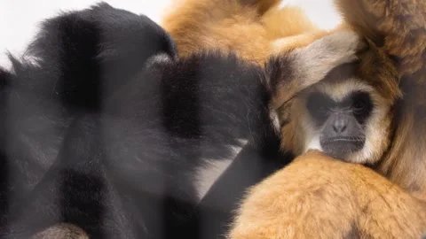 Close up of two gibbons Stock Footage 252547016