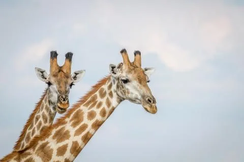 Close up of two Giraffes in Chobe. Stock Photos