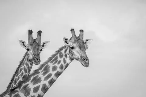Close up of two Giraffes in Chobe. Stock Photos