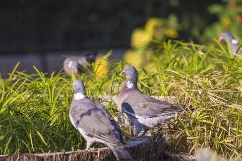 Close up for two gray doves on a green grass Stock Photos