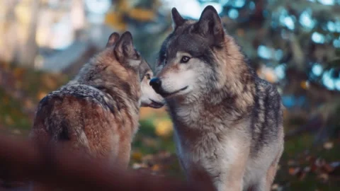 Close up of two gray wolves in the woods Видео 293664834