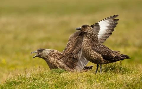 Close up of two Great Skuas Stock Photos