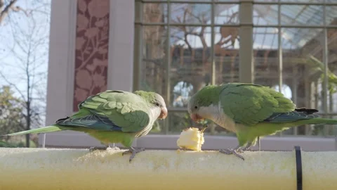 Close-up, two green monk parrots Myiopsitta monachus sit on a fence and eat an Stock Footage 259660438