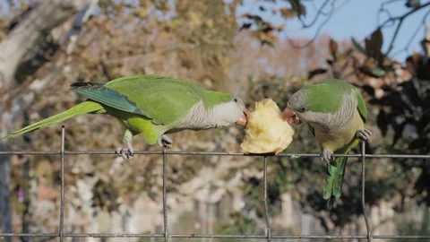 Close-up, two green monk parrots Myiopsitta monachus sit on a fence and eat an Stock Footage 259660497