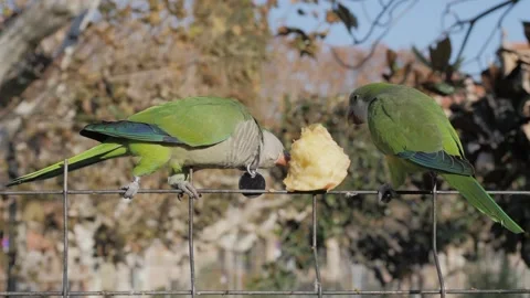 Close-up, two green monk parrots Myiopsitta monachus sit on a fence and eat an Stock Footage 259660509