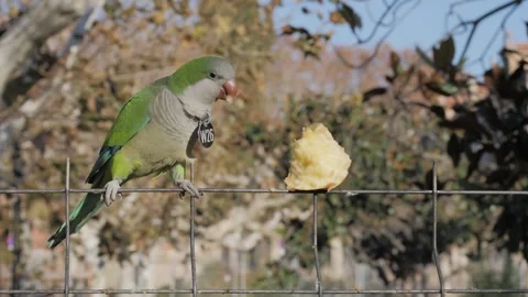 Close-up, two green monk parrots Myiopsitta monachus sit on a fence and eat an Stock Footage 259660529