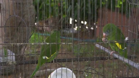Close-up of two green parakeets eating locked in a cage on the street Vidéo 149901504
