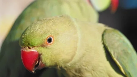 Close up of two green parrots with red beaks interacting in natural light. Stock Footage 333156976