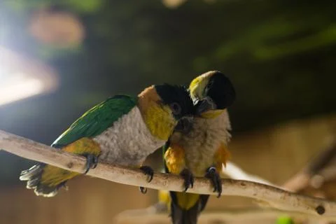 Close up on two Green parrots on the tree Fotos Stock