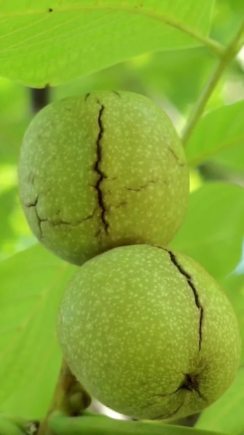 Close-up of two green walnuts with natural cracks on tree branch Stock Footage 345972355
