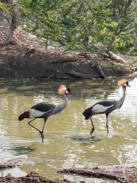 Close up Two Grey Crowned Crane Walking in The Swamp Stock Photos
