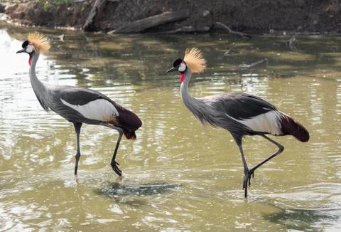 Close up Two Grey Crowned Crane Walking in The Swamp Stock Photos