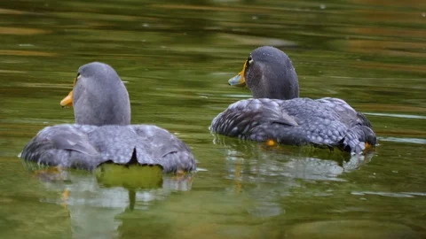 Close up of two grey geese Stock Footage 121814620