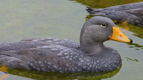Close up of two grey geese Video stock 121814882
