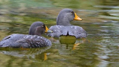 Close up of two grey geese Stock Footage 121816350