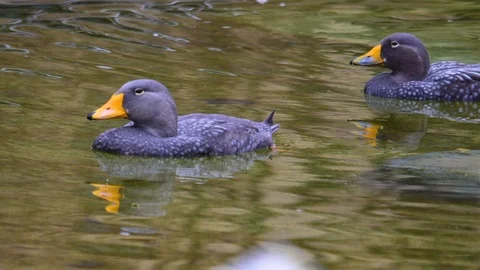 Close up of two grey geese Video stock 121816483