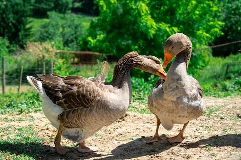 Close-up of two grey geese interacting against a green forest background Stock Photos