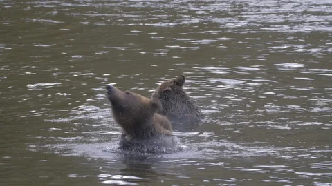 Close Up: Two Grizzly Bears Eating and Walking Through River in Bella Coola, Stock Footage 106363865
