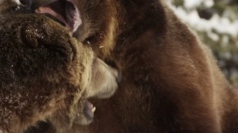 Close up on two grizzly bears playfully biting at each other Vidéo 52878735