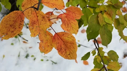 Close-up of two groups of autumn leaves.  Stock Footage 141882067