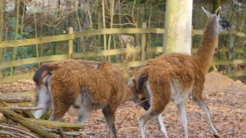 Close up of two guanaco chasing Stock Footage 121932846