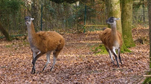 Close up of two guanaco fighting Stock Footage 121933593