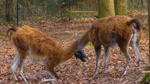 Close up of two guanaco fighting Stock Footage 121933619