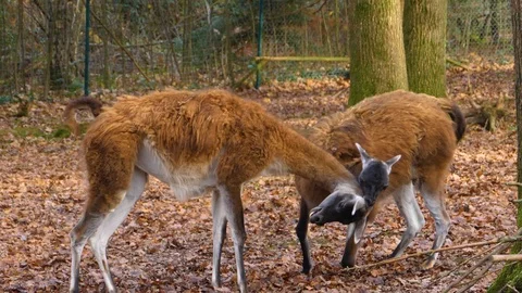 Close up of two guanaco fighting Stock-Footage 121934046