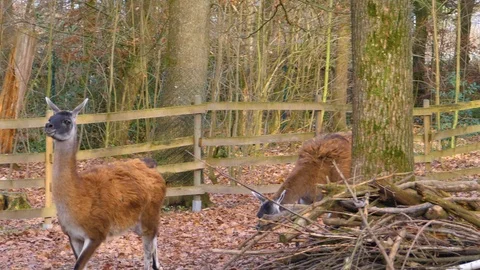 Close up of two guanaco  Stock Footage 121932994