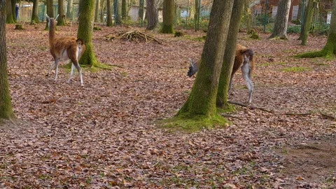 Close up of two guanaco Stock Footage 121933781