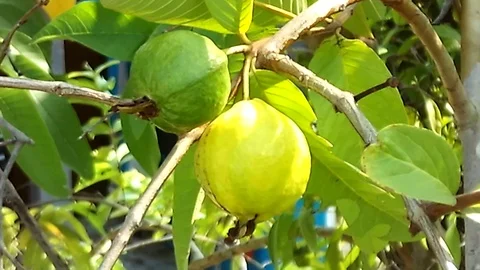 Close up. Two guava fruit hanging on the tree at evening. Video stock 121136515