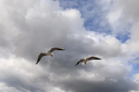 Close up of two gull flying on the sky Stock Photos