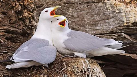Close-up of Two Gulls Vocalizing Loudly Stock Photos