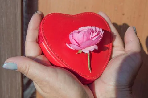 Close-up of two hands holding a beautiful pink rose lying on a red purse in t Foto stock
