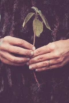 Close up two hands holding a small plant with a tree on the back - save the f Fotos de archivo