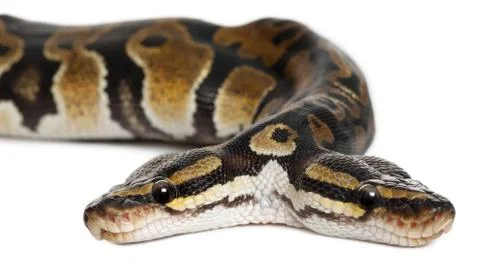 Close-up of Two headed Royal Python or Ball Python, Python Regius, 1 year old, i Foto stock