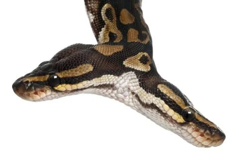 Close-up of Two headed Royal Python or Ball Python, Python Regius, 1 year old, i Stock-Fotos