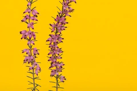 Close up of two heather branches blooming with pink flowers on a yellow backg Stock Photos
