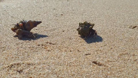Close-up of two hermit crabs on sand, zoom out Stock Footage 279907616