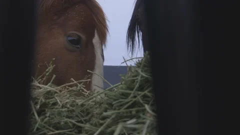 Close up two horses eating from feeder Video stock 199131205
