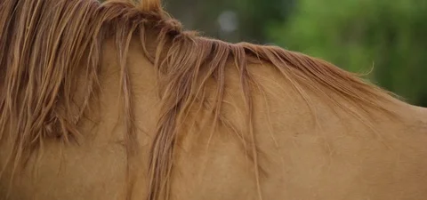 Close-up of two horses eating fodder in the farm Stock Footage 76279024
