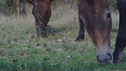 Close-up, two horses grazing in a clearing in the park Stock Footage 172545386