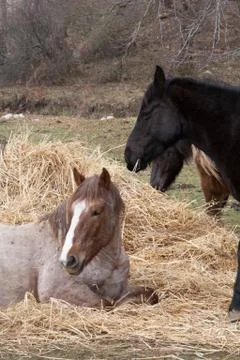 Close-up of two horses Stock Photos