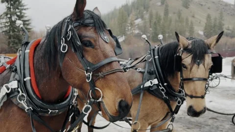 Close up of two horses standing together in winter Stock Footage 323574658
