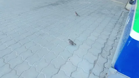 Close Up Of Two House Sparrows Communicating On Pavement In Urban Setting Stock Footage 341922736
